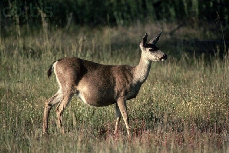 How-long-are-deer-pregnant-1