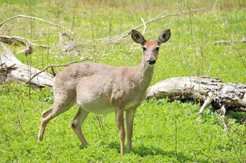 How-long-are-deer-pregnant-2