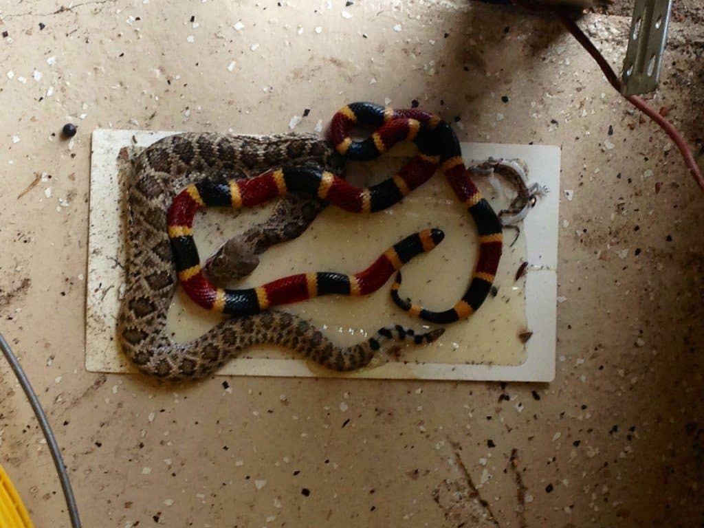 How to make a snake trap