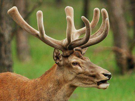 When do whitetail deer lose their antlers