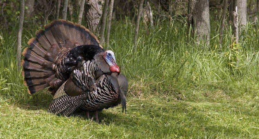 beginners guide to turkey hunting