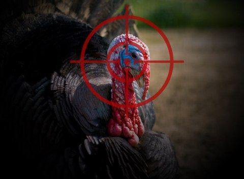beginners guide to turkey hunting