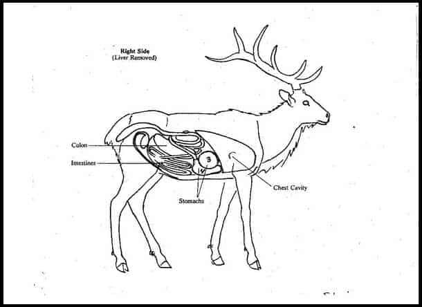 How much does an elk weigh