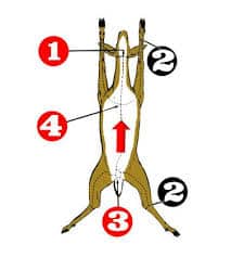 How to gut a deer step by step