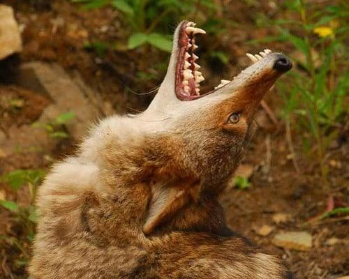 what does it mean when coyotes howl alone or together (1)