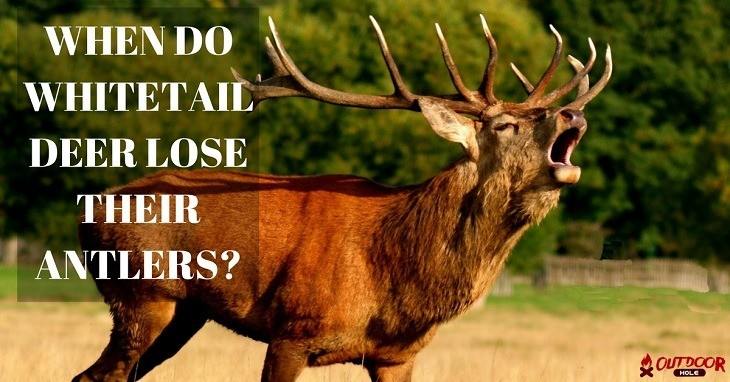 when-do-whitetail-deer-lose-their-antlers-you-should-konw