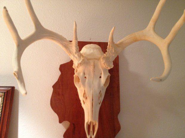 how-to-bleach-a-deer-skull