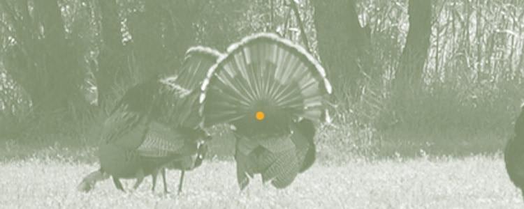 Where to shoot a turkey with a bow