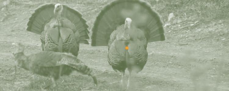 Where to shoot a turkey with a bow