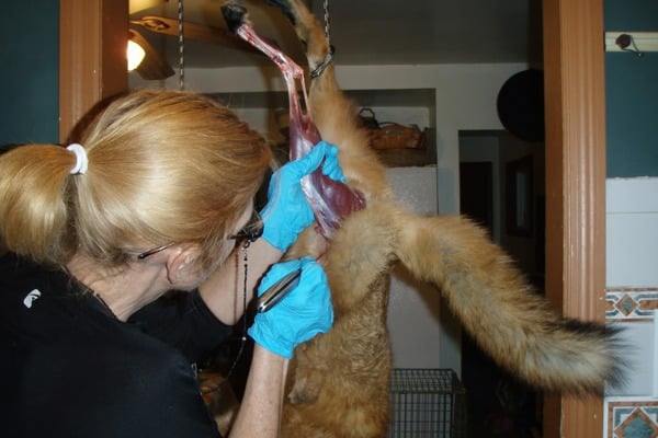how-to-skin-a-fox-begin-with-the-feet