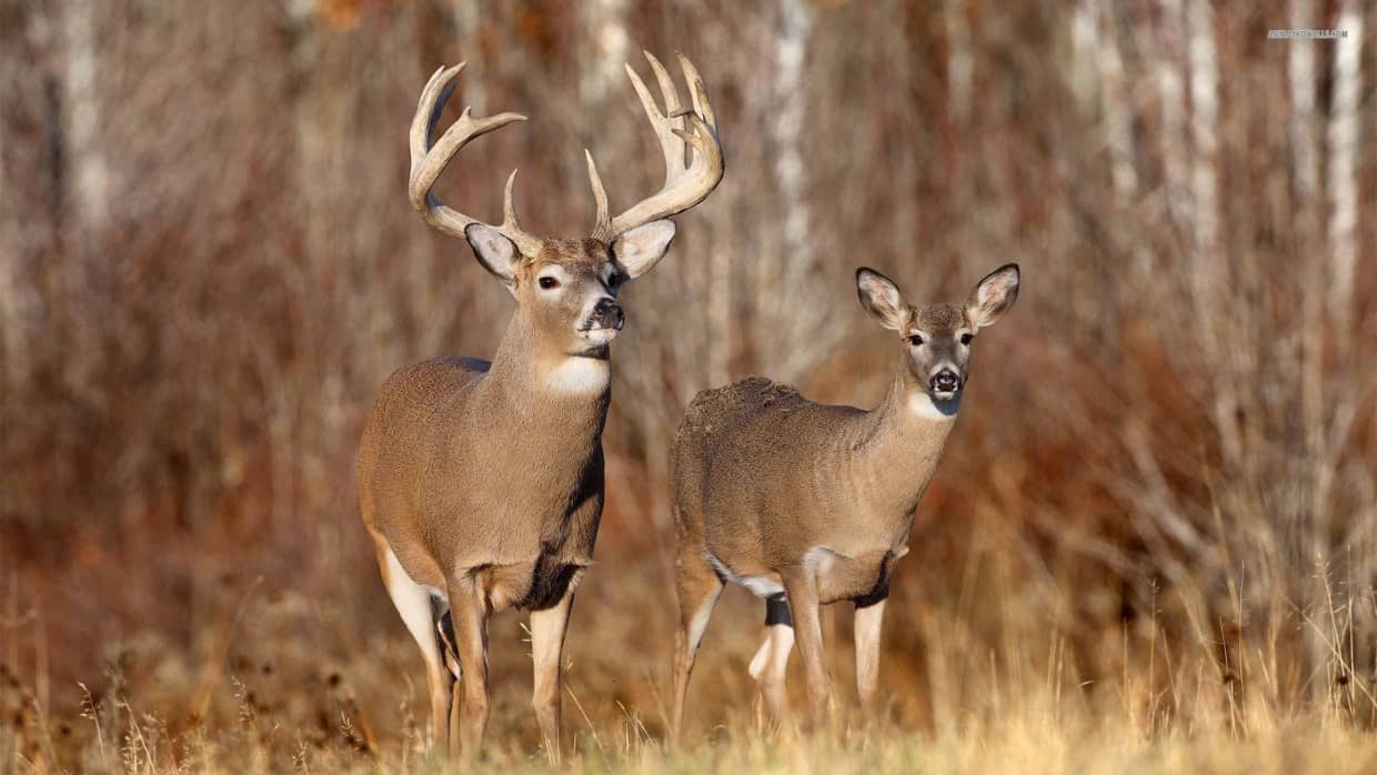 best-place-to-hunt-whitetail-deer