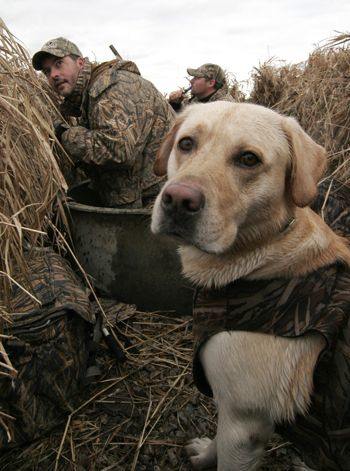 tips-for-hunting-with-a-dog
