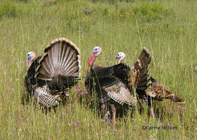 how-long-do-wild-turkeys-live
