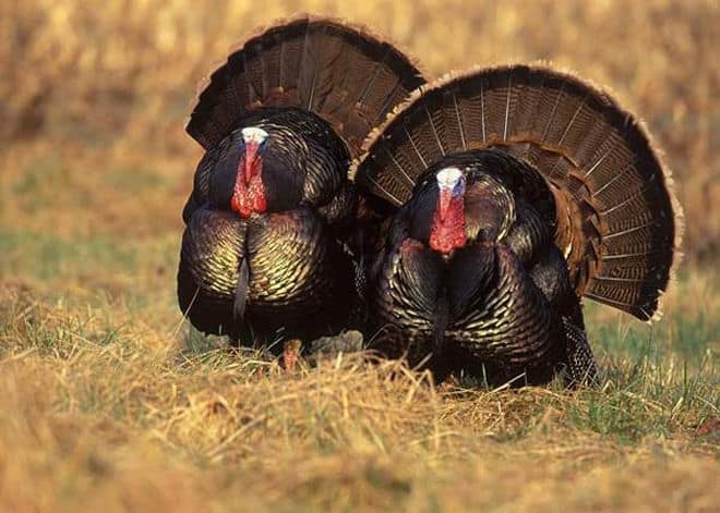 how-long-do-wild-turkeys-live