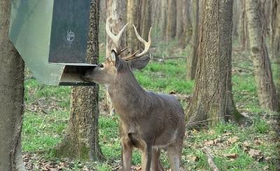 best-deer-feeders