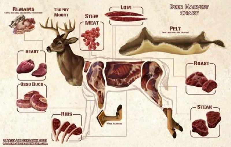 How much meat from a deer