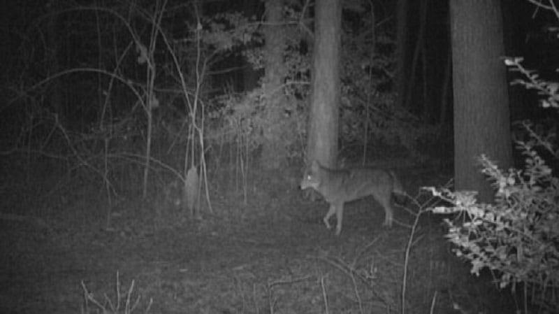 hunting-coyotes-at-night-1