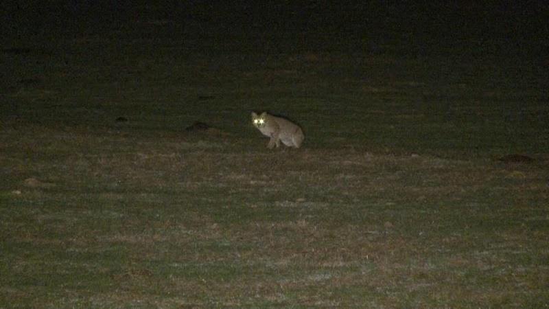hunting-coyotes-at-night-3
