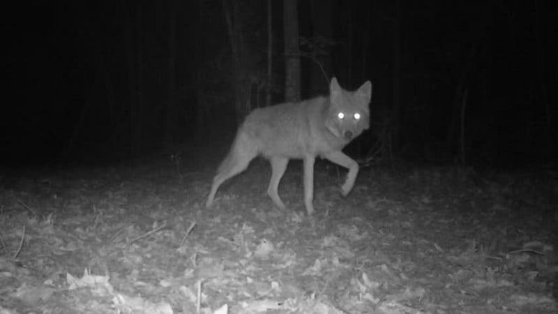 hunting coyotes at night